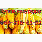 Куплю кукурудзу урожай 2024 дрібним та великим оптом, Полтавська область. Україна