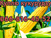 Закуповую кукурудзу цьогорічного врожаю! Високі, договірні ціни, Полтавська область. Україна