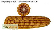 Сім'я кукурудзи Дніпровський 257 СВ, Дніпропетровська область. Украйна