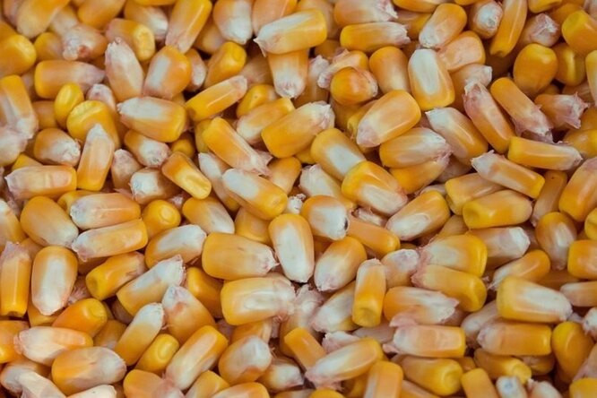 Продам насіння від постачальника, Харківська область.  - изображение 1