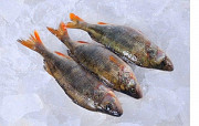 Свіжовиловлена риба оптом. Ікряна риба Тернопіль
