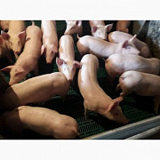 Куплю свиней живым весом Київ