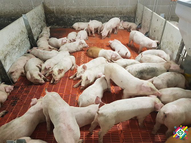 Поросята DanBred. Поросята PIC. Полтава - зображення 1