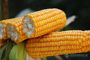 РУНІ насіння кукурудзи ФАО 320 Київ