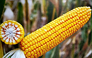 Насіння кукурудзи ГРАН 1 Київ