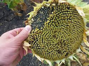 Соняшник Фолк насіння гібридне ВНІС під експрес Киев