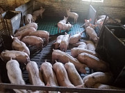 Поросята купити зі свинокомплексу Киев
