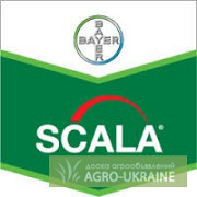 Фунгіцид Скала, Превікур, Кабріо Топ, Інфініто, Ридоміл Голд, Кіровоградська область. 