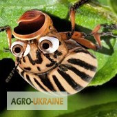 Регент 20G проволочник, Регент 20G картопля, Регент 20G BASF, Регент 20G BASF, фіпроніл., Миколаївсь  - зображення 1