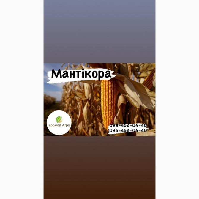 Насіння кукурудзи гібрид МАНТІКОРА (ФАО 320) (2023 рік), ТМ "ВНІС", Київ.  - изображение 1