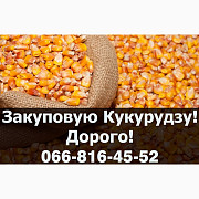 Закуповую кукурудзу поточного (2023-24р) врожаю, Полтавська область. Украйна