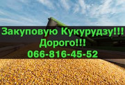 На постійній основі підприємство купує кукурудзу! Великі контракти! Оплата фактична, на вагах, Полта Украйна