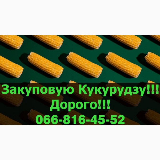 Закуповую кукурудзу в будь-якій кількості! Є великі контракти! Високі ціни, Полтавська область.  - изображение 1