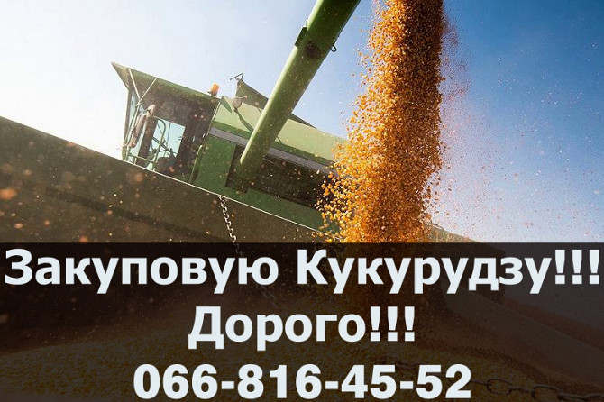 Підприємство купує кукурудзу великим оптом! Оплата за вагою! Є можливість зберігання, Полтавська обл  - изображение 1