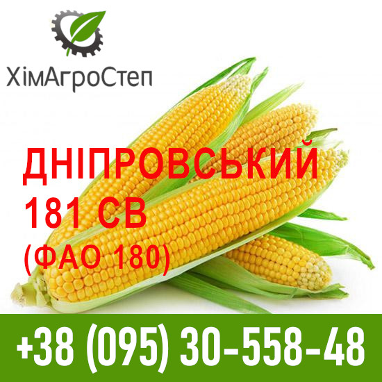 Насіння гібриду кукурудзи Дніпровський 181 СВ (ФАО 180), Дніпропетровська область.  - изображение 1
