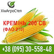 Насіння гібриду кукурудзи Кремінь 200 СВ (ФАО 210), Дніпропетровська область. Украйна