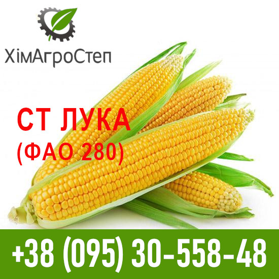 Насіння гібриду кукурудзи СТ Лука (ФАО 280), Дніпропетровська область.  - зображення 1