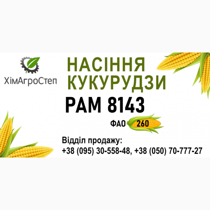 ТОВ "ХімАгроСтеп" пропонує насіння кукурудзи РАМ 8143 (ФАО 260), Дніпропетровська область.  - зображення 1