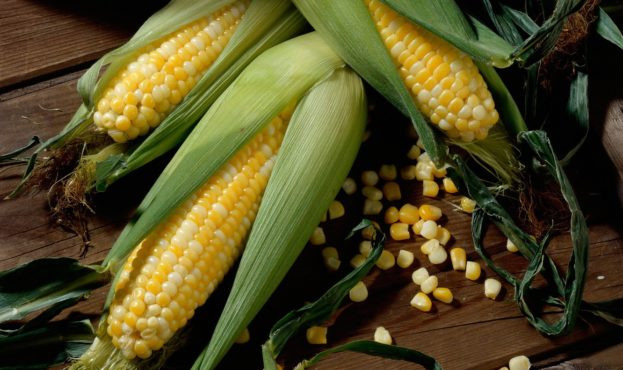 Закупівля кукурудзи, Хмельницька область.  - зображення 1