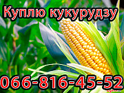 Закуповую кукурудзу цьогорічного врожаю, Полтавська область. Україна