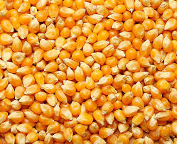 Закуповуємо кукурудзу з місця Ф2 та Ф1 з ПДВ. Розрахунок 86/14%, Одеська область.  - зображення 1