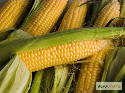Продам насіння кукурудзи Любава 279МВ, ФАО-270, Дніпропетровська область.  - зображення 1