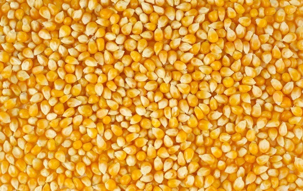 Закуповуємо кукурудзу (не класну з підвищеною вологістю) в Закарпатській області.  - изображение 1