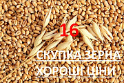 Дорого купимо кукурудзу в Закарпатській області, яка не відповідає вимогам ДСТУ. 