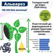 Пропоную насіння соняшника гібрид АЛЬВАРЕЗ (ІМІ), Київська область. 