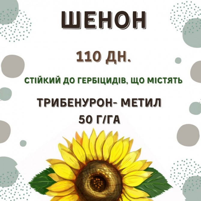 Продам насіння соняшника під гібрид - ШЕНОН OR7+ (110 днів), Київська область.  - зображення 1