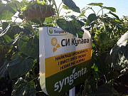 Сім'яні насіння соняшнику СІ Купава від Syngenta, Кіровоградська область. 