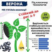 Насіння соняшника гібрид - Верона, Дніпропетровська область. 