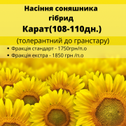 Насіння соняшнику гібрид КАРАТ (108-110 днів) стійкий до гранулювання, Полтавська область. 