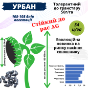 Новинка!!! Насіння соняшника гібрид - УРБАН OR7 (SU), Київська область. 