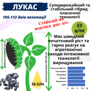 Посівний матеріал соняшника та кукурудзи, Одеська область. 