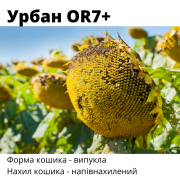 Новинки!!! Насіння соняшнику гібрид - Урбан OR7+ під Гранстар, Київська область. 