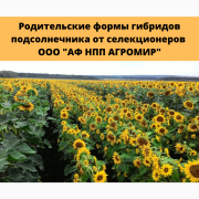 Родительські компоненти для гібридизації соняшнику, Харківська область. 