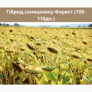 Насіння соняшника - Форест 105-110 днів (гранстійкий), Дніпропетровська область. 