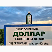 Підсоняшник Доллар Сумо під гранстар 50 грам. Гібрид стійкий до вовчка A-G+. 48 ц/га, Дніпропетровсь 