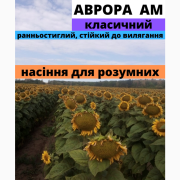 Сім'яна соняшнику гібрид Аврора АМ F1, Харківська область. 