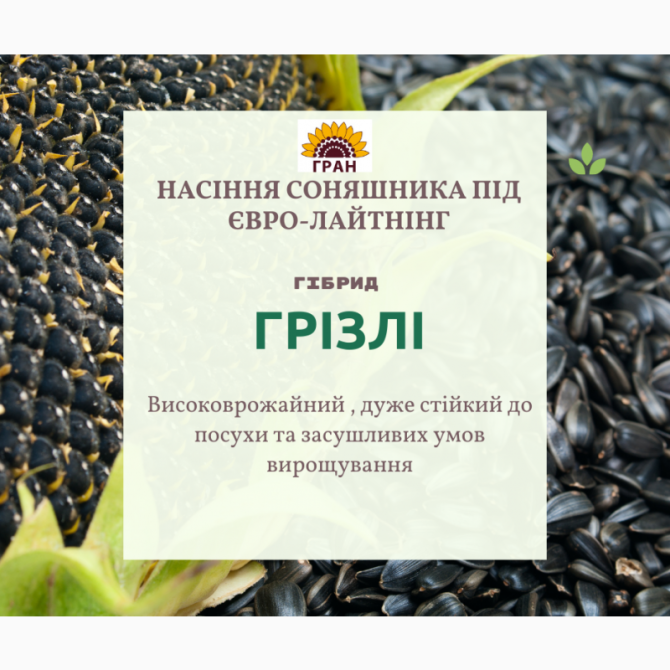 Новинка 2021 р. Насіння соняшника під Євролайтнінг - Гризлі (100-107 дн), Київська обл.  - зображення 1