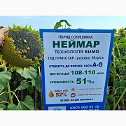 "Неймар Плюс" під гранстар. Підсоняшник "Неймар Плюс" 50 ц/га, гібрид А-Г, Дніпропетровська область. 