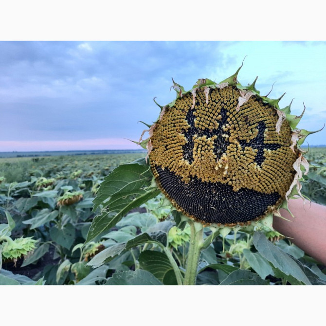 "Неймар Плюс" під гранстар. Підсоняшник "Неймар Плюс" 50 ц/га, гібрид А-Г, Дніпропетровська область.  - зображення 1