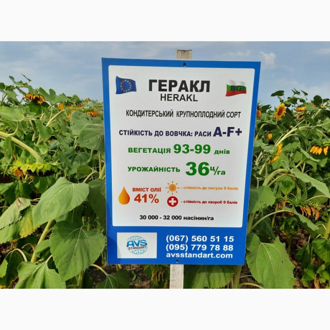 Кондитерське насіння ГЕРАКЛ. Соняшник сорт ГЕРАКЛ 36 ц/га, A-F+, 99 днів, Дніпропетровська область.  - зображення 1