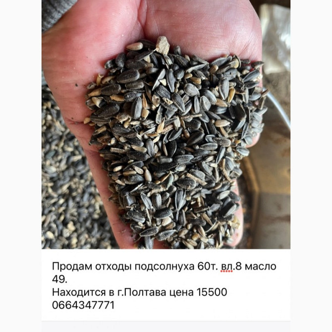 Продам сорний соняшник, відходи, не кондиція, Полтавська область.  - зображення 1