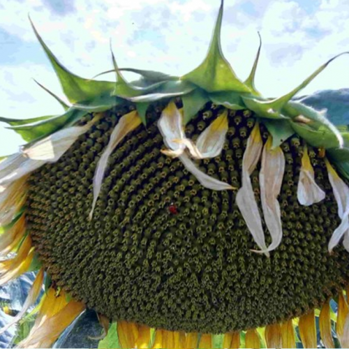 Сім'яніна соняшника під Євролайтінг | Соняшник Євро (екстра), Київ.  - зображення 1
