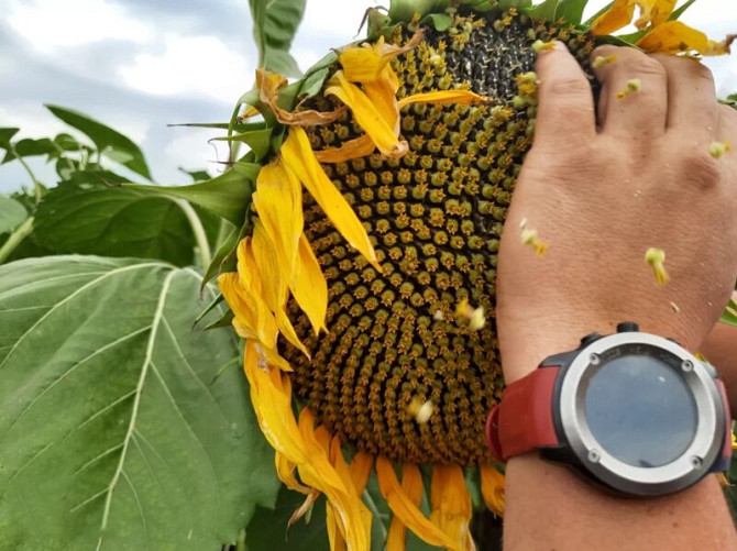 Подсоняшник насіння сорт СПК, Київ.  - зображення 1