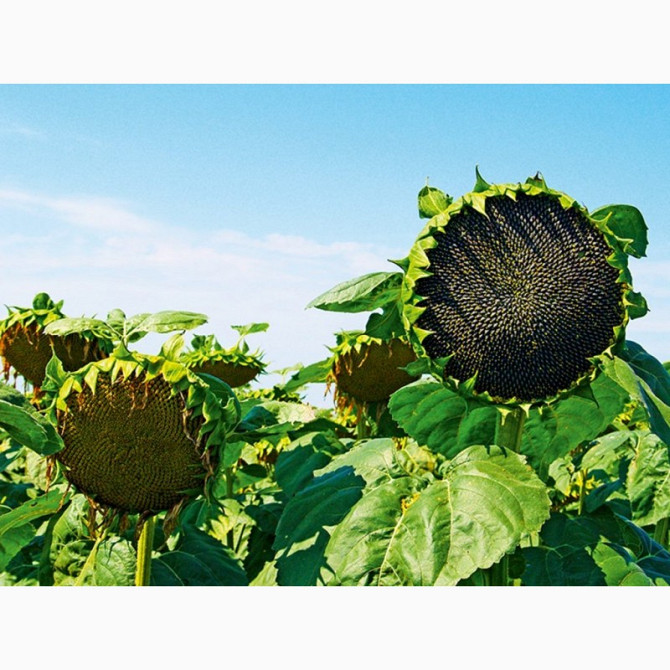Сім'я насіння соняшника гібрид Неймар ТК Арт-Агро", Україна, Київ.  - зображення 1