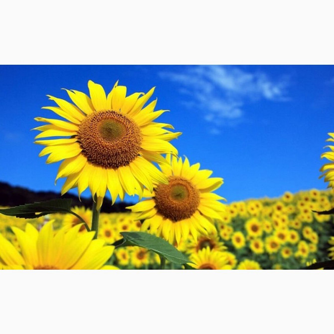 Куплю соняшник Ф2, Вінницька область.  - зображення 1