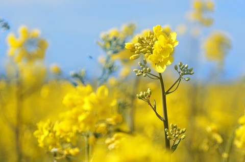 Закуповуємо насіння соняшника та відходи на самовивіз, Полтавська область.  - зображення 1